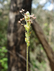 Plantago varia