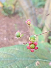 Clerodendrum cyrtophyllum