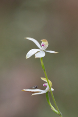 Caladenia moschata