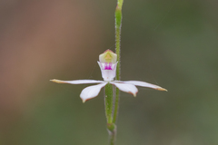 Caladenia moschata