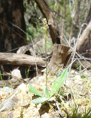 Plantago varia