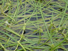 Sparganium hyperboreum