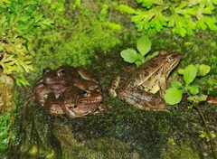 Lithobates berlandieri