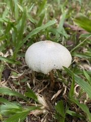 Leucoagaricus lacrymans