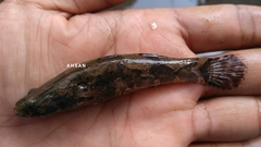 Oxyeleotris marmorata