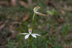 Caladenia moschata