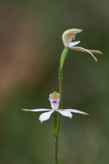 Caladenia moschata