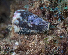 Conus rattus