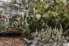 Cladonia chlorophaea