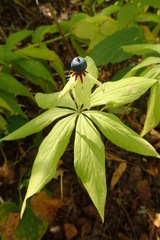 Paris verticillata