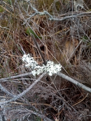Flavoparmelia soredians