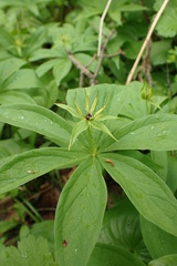 Paris verticillata