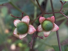 Clerodendrum cyrtophyllum