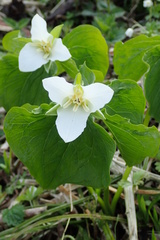 Trillium camschatcense