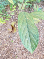 Clerodendrum cyrtophyllum