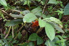 Columnea purpurata