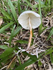 Leucoagaricus lacrymans