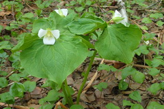Trillium camschatcense