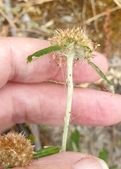 Euchiton