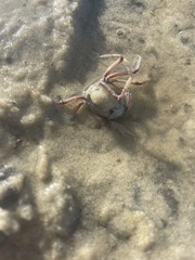 Mictyris longicarpus