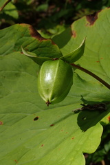 Trillium camschatcense