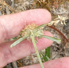 Euchiton