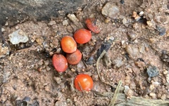 Adenanthera pavonina