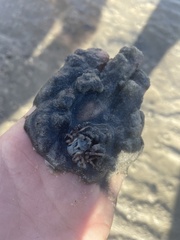 Mictyris longicarpus