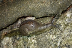 Megaustenia imperator