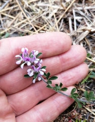 Psoralea decumbens