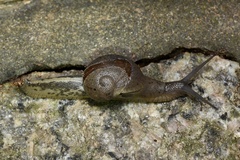 Megaustenia imperator