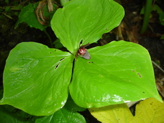 Trillium apetalon