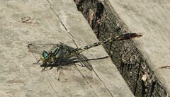 Arigomphus villosipes
