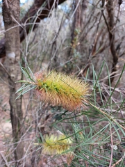 Melaleuca linearis
