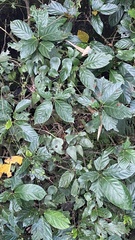 Ficus