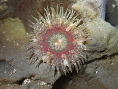 Anthopleura artemisia