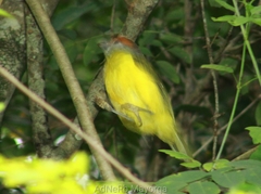 Cyclarhis gujanensis