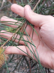 Melaleuca linearis