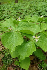 Trillium tschonoskii