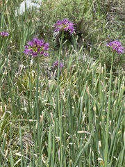 Allium validum