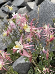 Aquilegia pubescens