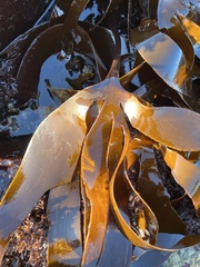 Laminaria setchellii
