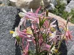 Aquilegia pubescens