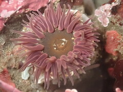 Anthopleura artemisia