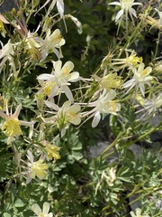 Aquilegia pubescens