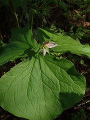 Trillium tschonoskii