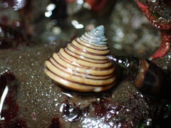 Calliostoma canaliculatum
