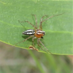 Oxyopes gracilipes
