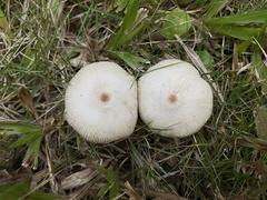 Leucoagaricus lacrymans