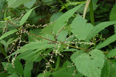 Urtica platyphylla